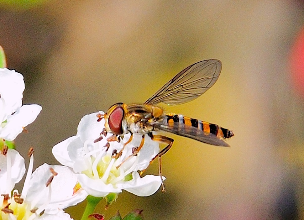 Episyrphus balteatus